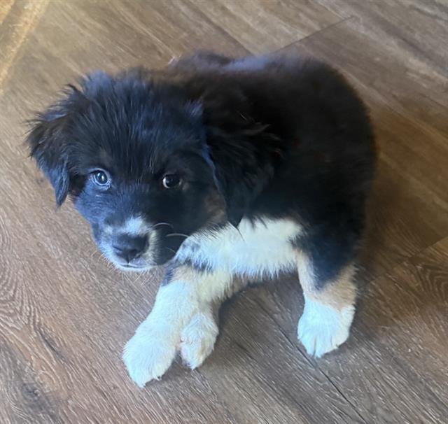 BLACK WIDOW - Chow Chow available for adoption