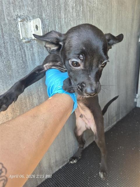 LAMBO - Chihuahua available for adoption