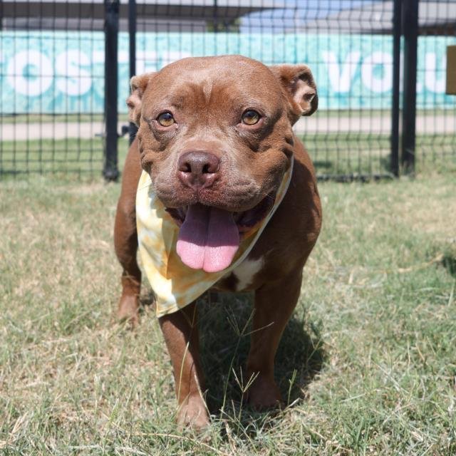 MILLIE - American Staffordshire Terrier available for adoption