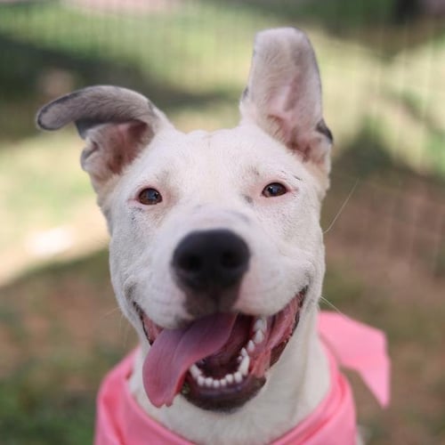 YUKI - Terrier available for adoption