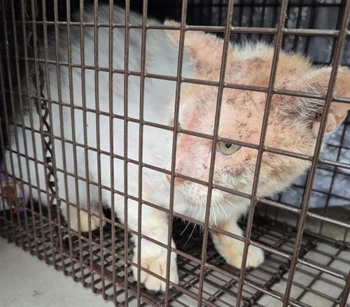 SPARKY - Domestic Short Hair available for adoption