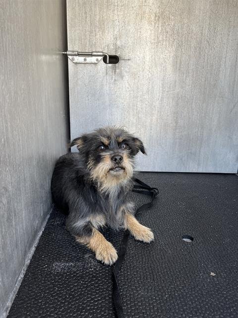 A786253 - Chihuahua available for adoption