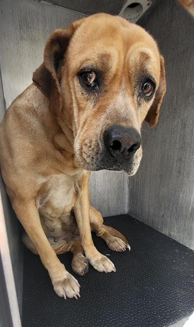 TIFFANY - Labrador Retriever available for adoption