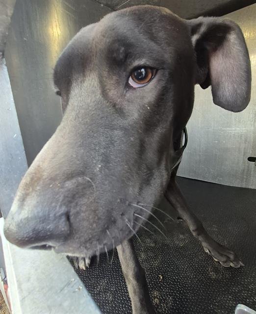 LEO - Labrador Retriever available for adoption