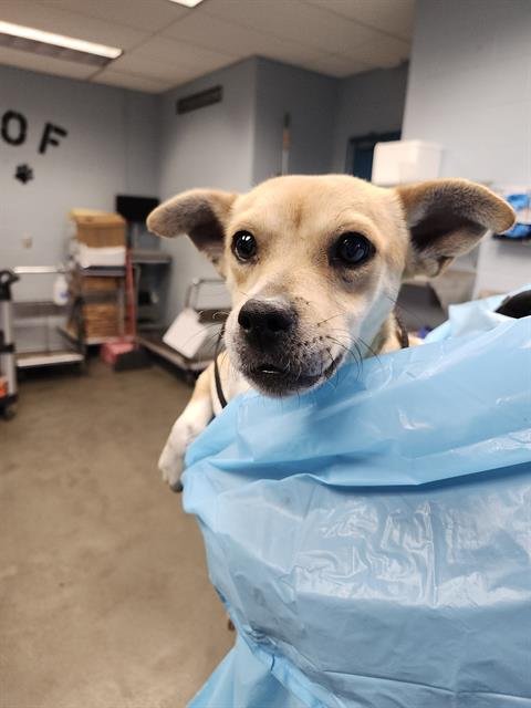 TAYLOR - Terrier available for adoption