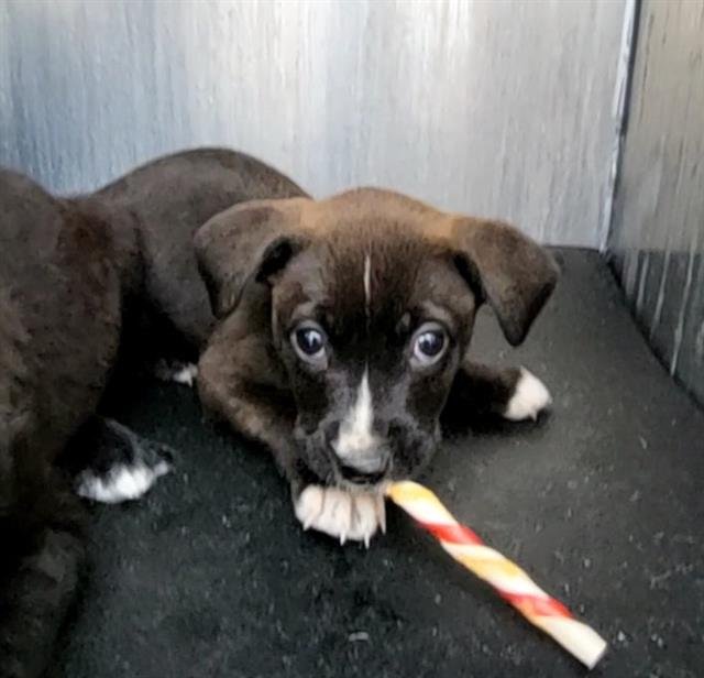 RAVEN - Labrador Retriever available for adoption