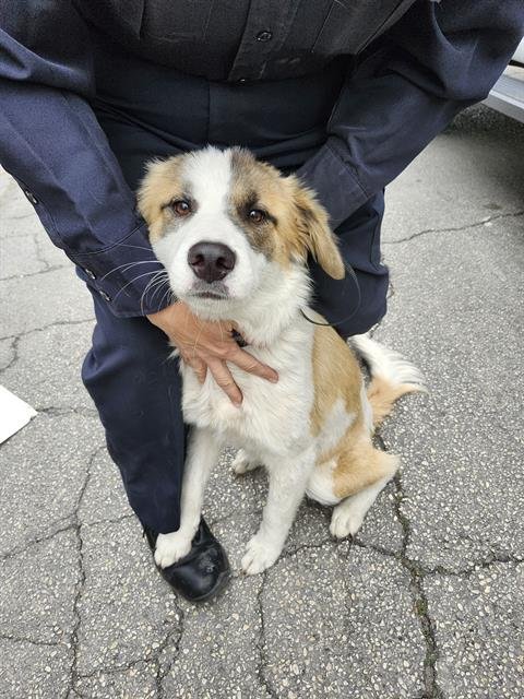 BELLA - Australian Shepherd available for adoption