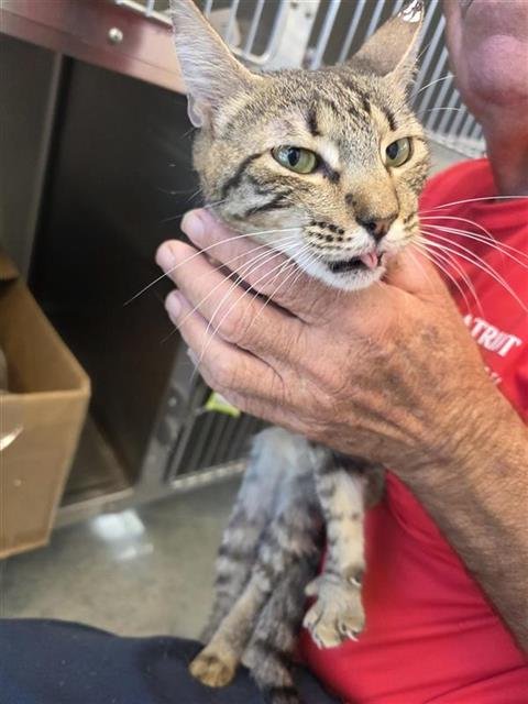 XARA - Domestic Short Hair available for adoption