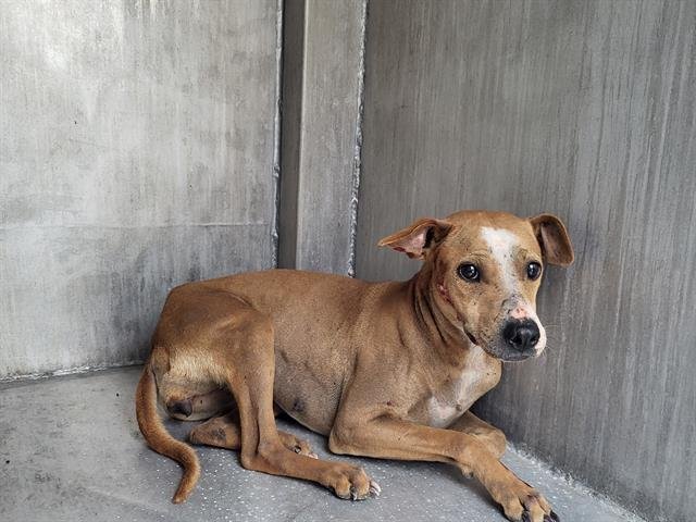 REGINA - American Staffordshire Terrier available for adoption