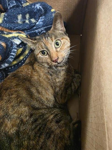 A791368 - Domestic Short Hair available for adoption