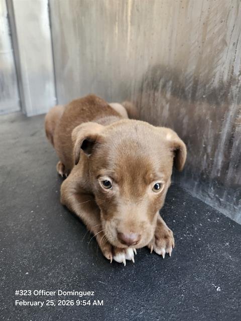 SONY - Labrador Retriever available for adoption