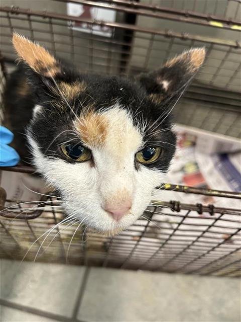 ANTONIA - Domestic Short Hair available for adoption