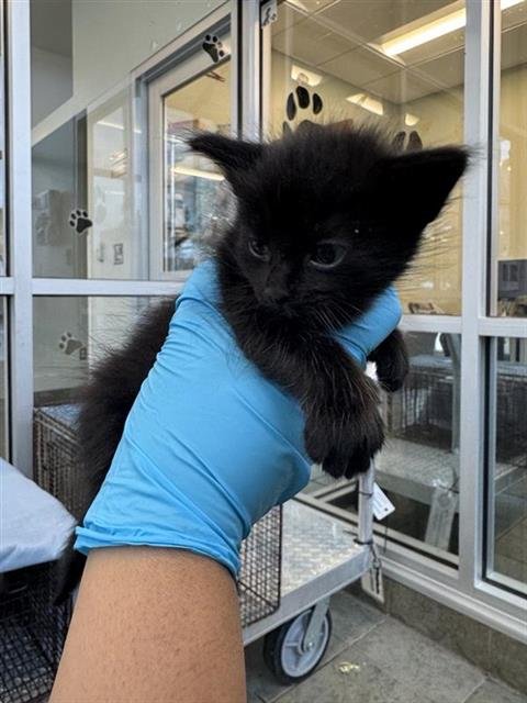 A802765 - Domestic Short Hair available for adoption