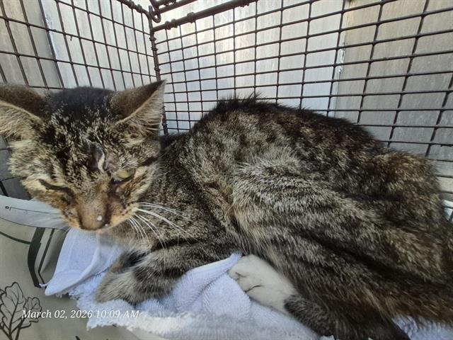 BRADY - Domestic Medium Hair available for adoption