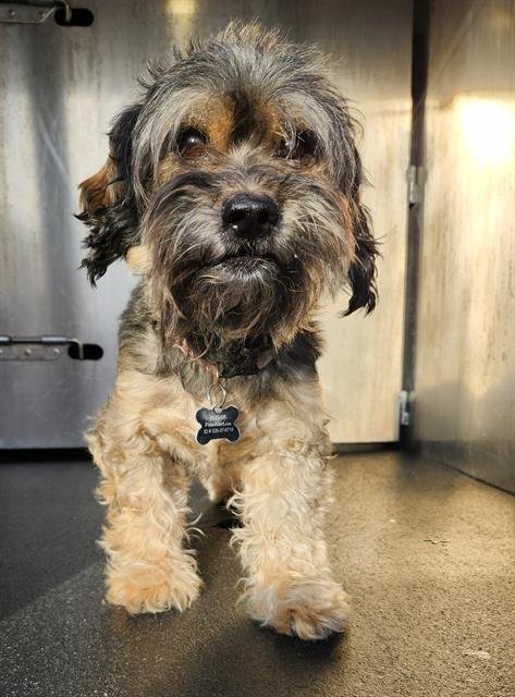 SUGAR - Yorkshire Terrier Yorkie / Shih Tzu available for adoption