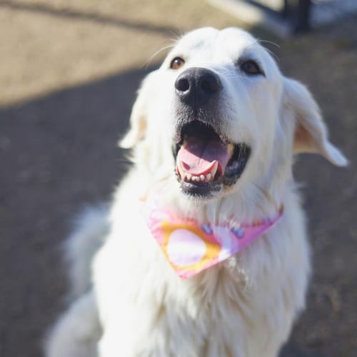 LUNA - Great Pyrenees available for adoption