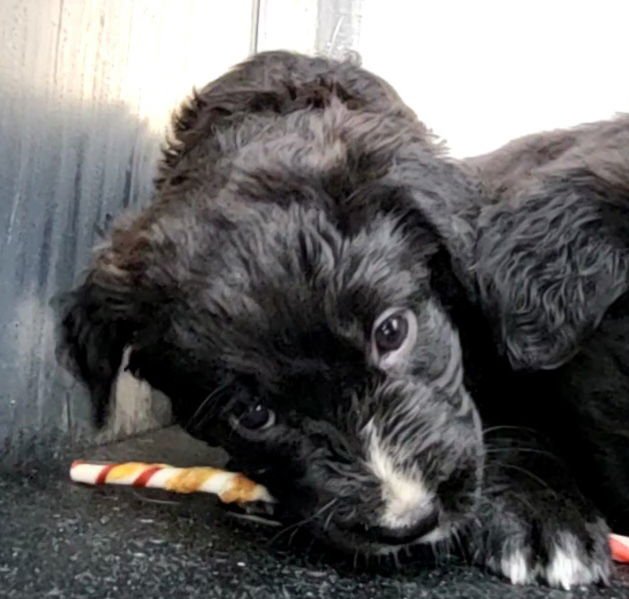 B.B. - Labrador Retriever available for adoption