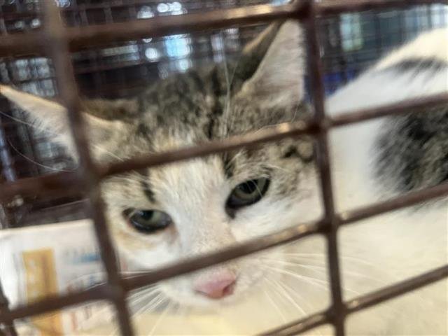 BETTY - Domestic Short Hair available for adoption