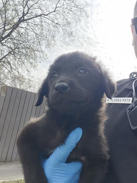 SOPHIE - Labrador Retriever available for adoption