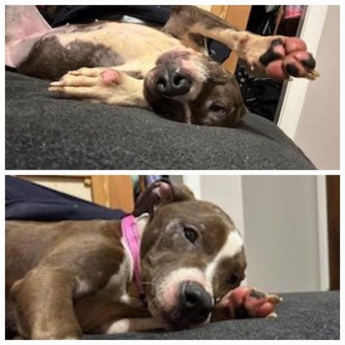 HARLEY - Staffordshire Bull Terrier available for adoption