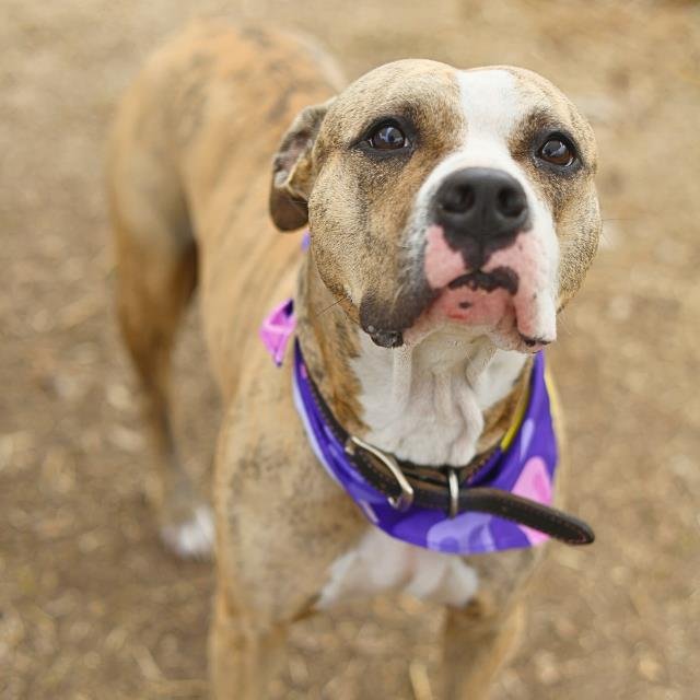 SUKI - American Staffordshire Terrier available for adoption