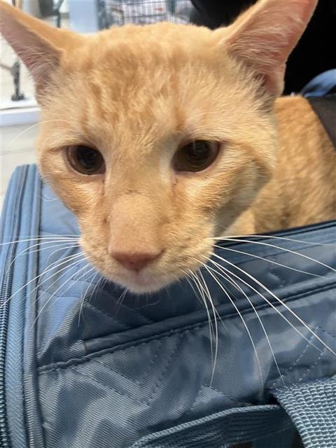 CHICKEN BISCUIT - Domestic Short Hair available for adoption