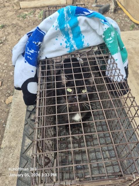 DOVE - Domestic Short Hair available for adoption