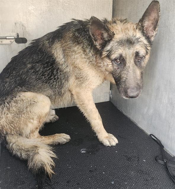 BOOMER - German Shepherd Dog available for adoption