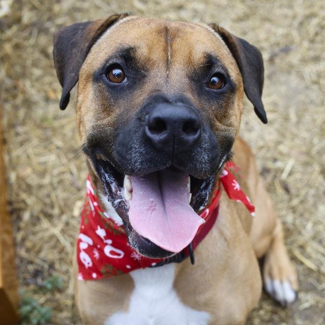 ROCKY - Boxer available for adoption