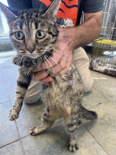 SHIRLEY - Domestic Short Hair available for adoption