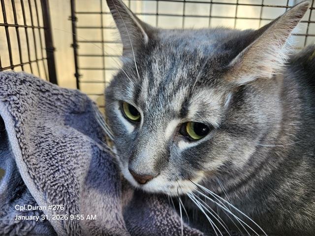 APPLE - Domestic Short Hair available for adoption