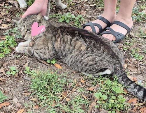 REMMY - Domestic Short Hair available for adoption