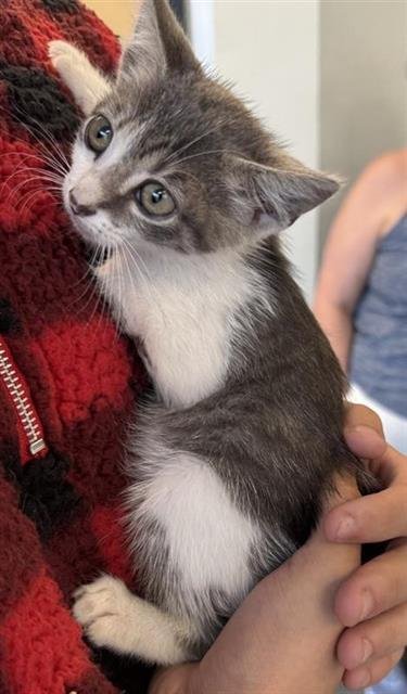 SMOKEY - Domestic Short Hair available for adoption