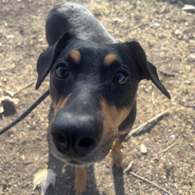 SADIE - Terrier available for adoption