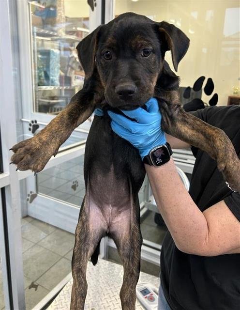 UNO - Labrador Retriever available for adoption