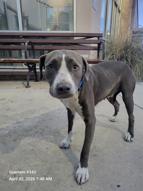 STAR - American Staffordshire Terrier available for adoption