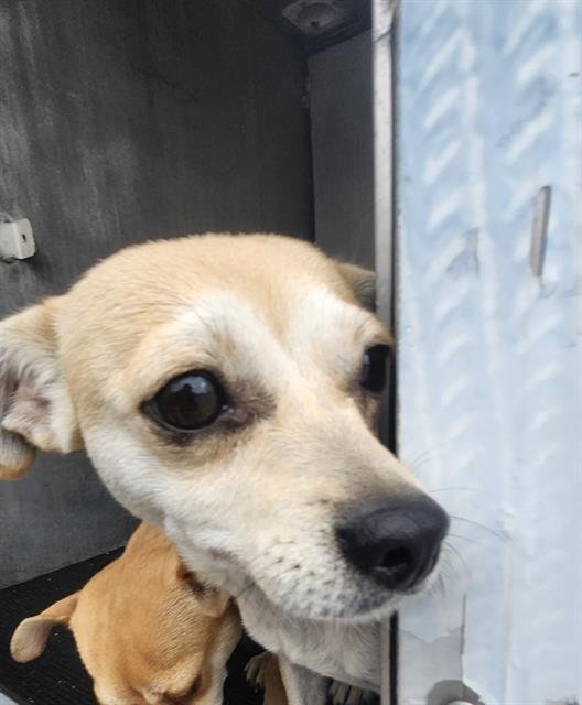 WARY - Dachshund / Chihuahua available for adoption