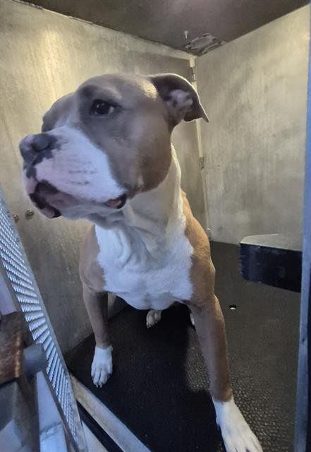 BEEFSTICK - American Staffordshire Terrier available for adoption