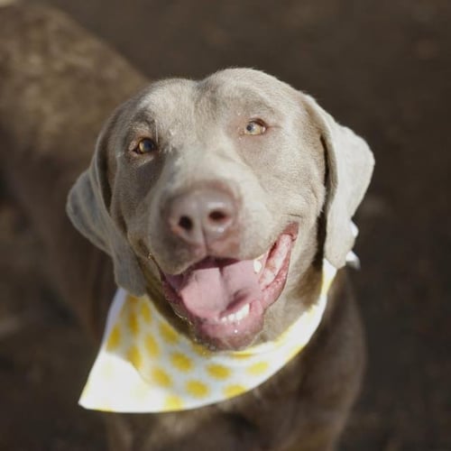 TATUM - Weimaraner available for adoption