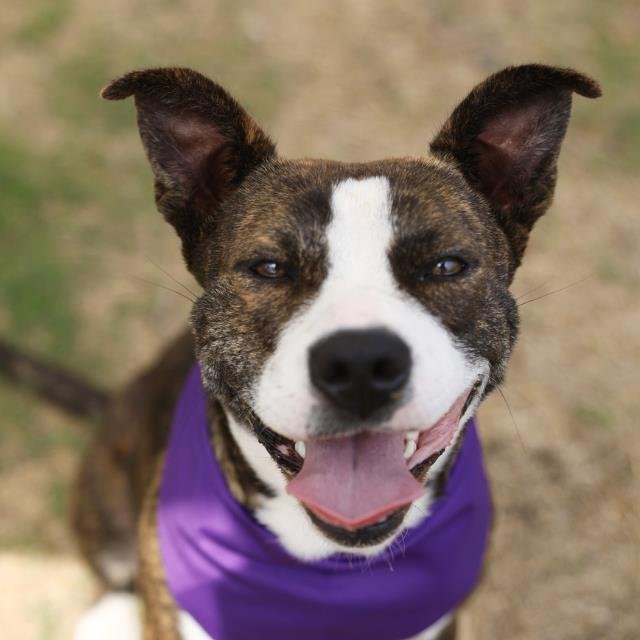 STELLA - American Staffordshire Terrier available for adoption
