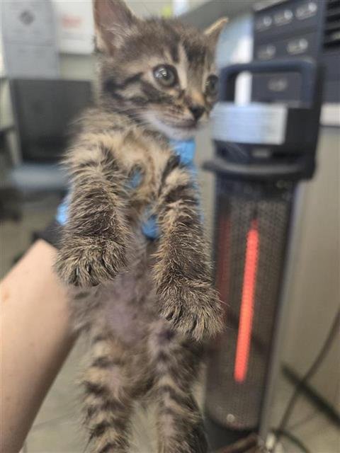 KIT 3 - Domestic Short Hair available for adoption