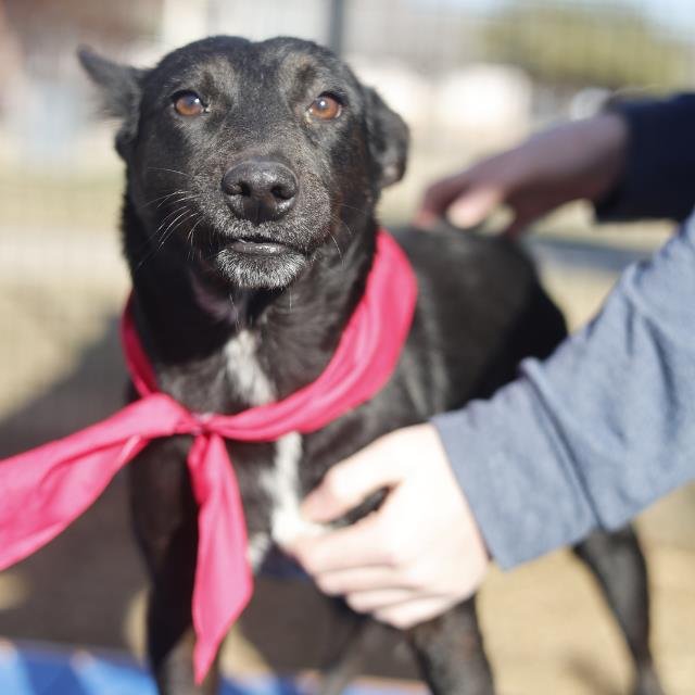 COCOA - Terrier available for adoption
