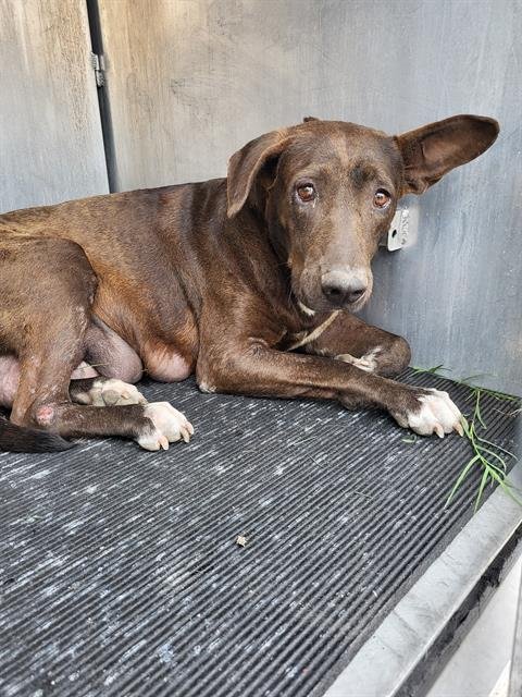 TAYLOR - Labrador Retriever available for adoption