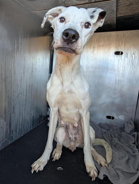 PENELOPE - Dalmatian available for adoption