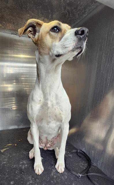 SHONDA - American Staffordshire Terrier available for adoption