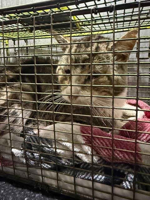 SEYMOUR - Domestic Short Hair available for adoption