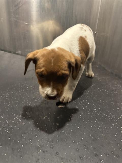 ROSE - American Staffordshire Terrier available for adoption