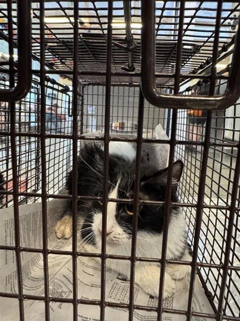 A801672 - Domestic Short Hair available for adoption
