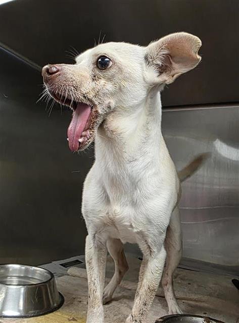 ROCKO - Chihuahua available for adoption