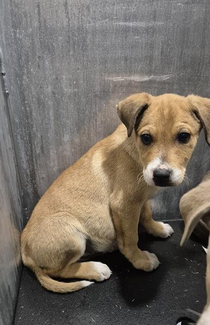 TREV - Labrador Retriever available for adoption